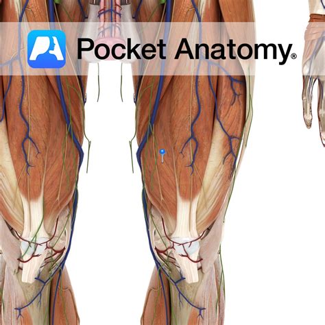 Vastus medialis - Pocket Anatomy