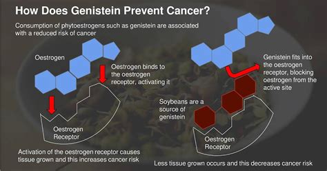 www.RdBNutrition.com: How Does Genistein Prevent Cancer?