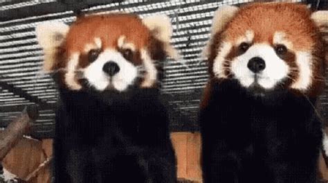 Red Panda GIF - Tenor GIF #sanvalentin Cute Funny Animals, Animals And Pets, Panda Love, Panda ...