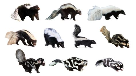 Species of Skunks | All Types of Skunks | English - YouTube