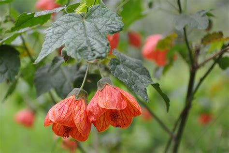 Abutilon 'Tango' - Riverside Garden Centre