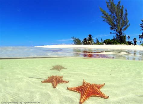 Starfish Point & Rum Point Club - Cayman Sun and Fun Excursion