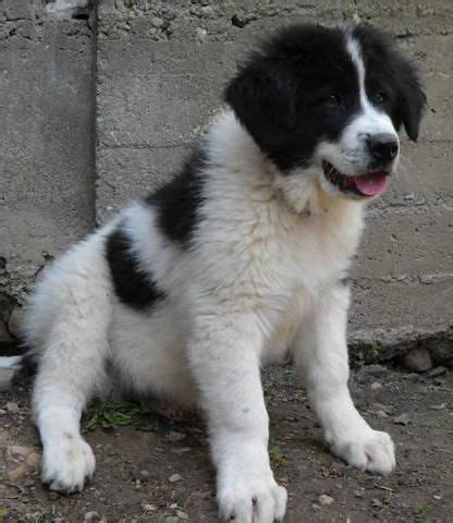 Romanian "Bucovina Shepherd", Ciobanesc de Bucovina #Puppy #Dog | Dog ...