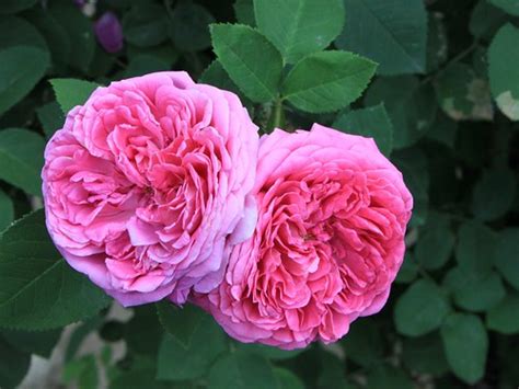 Damask-Rose_Rosa-damascena__16118 | Damask Rose, Rosa damasc… | Flickr