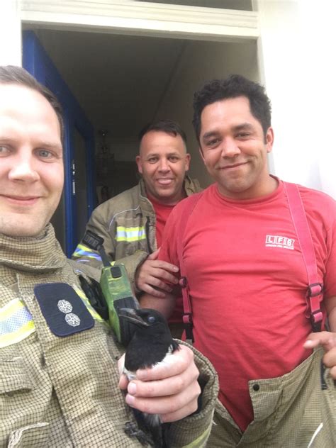Firefighters rescue bird trapped in extractor fan in Highgate