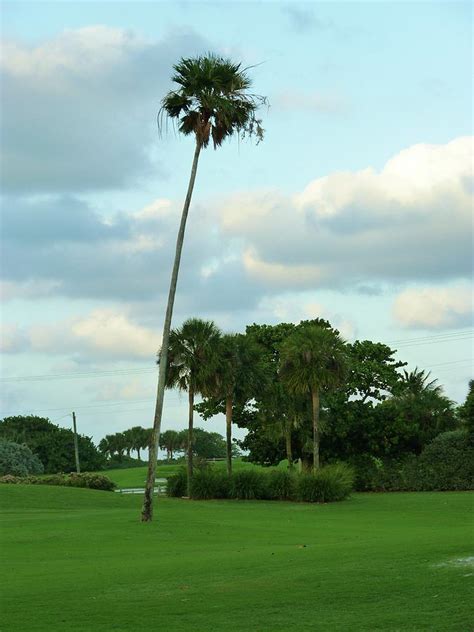 Boca Raton Golf Course Photograph by Florene Welebny | Fine Art America