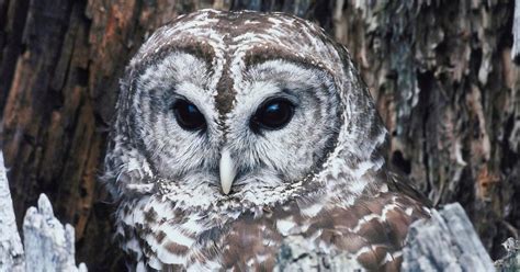 'The Staircase' Owl Theory, Explained — Plus, Why It Was Never ...