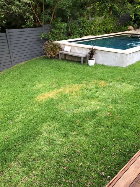 Zoysia Grass Issue | Lawn Care Forum