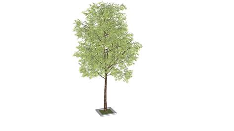 10_3d model sketchup trees collection_02_tree_10.skp | 3D Warehouse