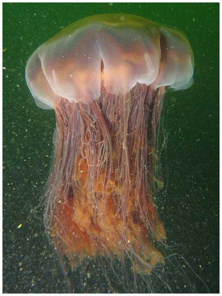 Lion's mane jellyfish - Wikipedia