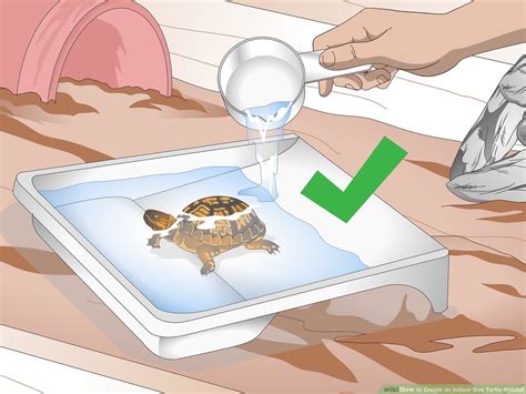 How to Set Up an Aquarium for a Box Turtle