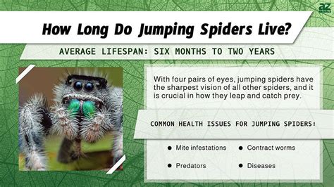 Jumping Spider Life Cycle