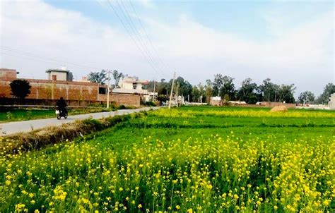 Village Life Punjab