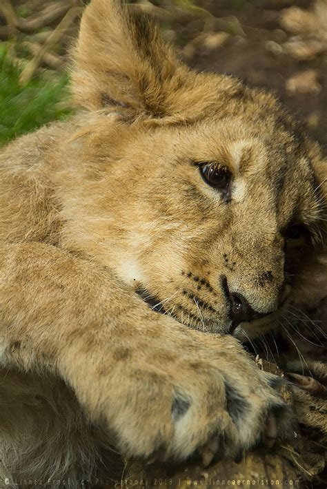 Asiatic Lion Cub I by linneaphoto on DeviantArt