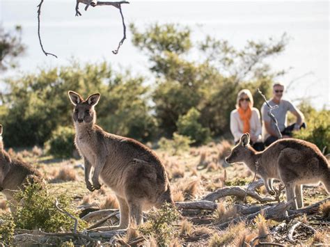 Premier Travel Tasmania - 1 Day Tasmania's Wilderness and Wildlife ...