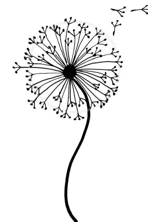 How to draw a dandelion: Easy dandelion drawing step by step tutorial ...