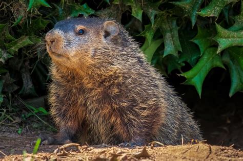 How to Get Humanely Get Rid of Groundhogs in Your Yard | HGTV