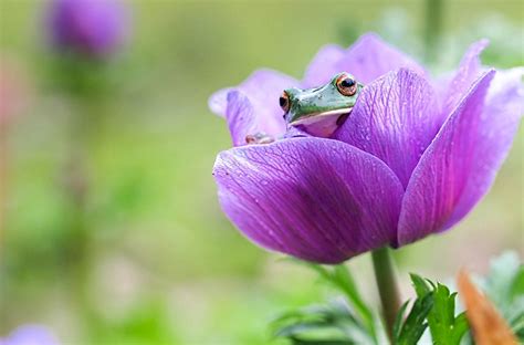 Fonds d'ecran Grenouille Violet Animaux Fleurs télécharger photo