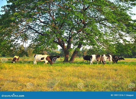 Cows feeding on grass stock photo. Image of cloud, green - 19911316