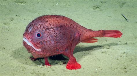 22 Angler Fish Habitat Facts: Male, Female, Range, Predators - SeaFish