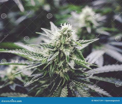 Close Up Marijuana Bud Growing on Indoor Plant with Great Detail Stock Image - Image of herb ...