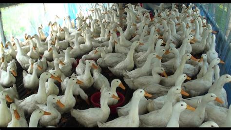 Pekin Duck Farm - How To Be Successful By Commercially Pekin Duck Farm - YouTube