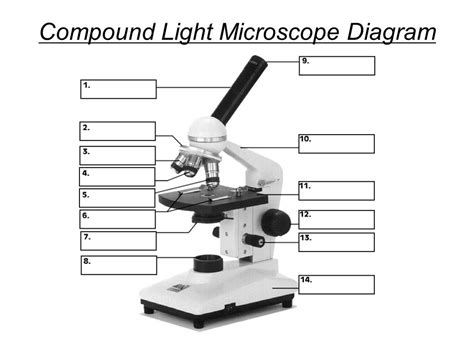 Compound Microscope Light Source | Shelly Lighting