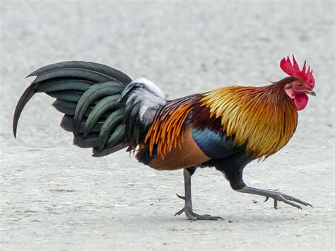 Red Junglefowl - eBird