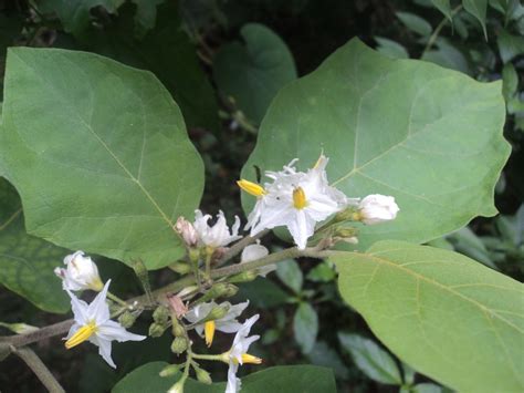 Solanum torvum Sw. | Colombian Plants made accessible