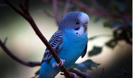 Cute Blue Bird - Birds & Animals Background Wallpapers on Desktop Nexus (Image 2214630)