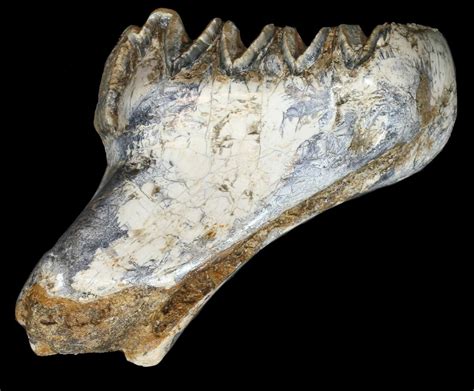 Fossil Stegodon Lower Jaw M2 Molar - Indonesia (#45379) For Sale ...