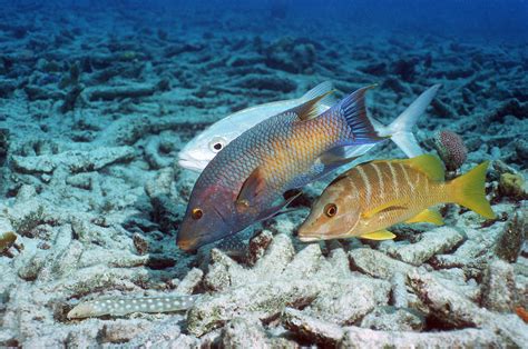 Schoolmaster Snapper Hunting Photograph by Georgette Douwma