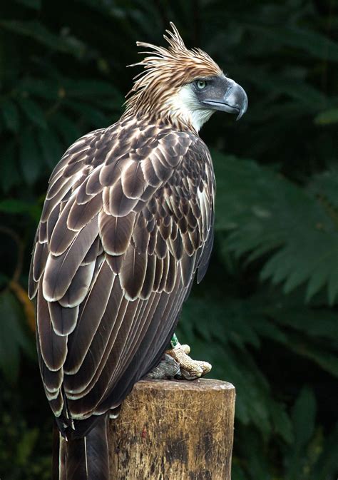 Águila monera (Pithecophaga jefferyi) | Philippine eagle, Beautiful birds, Beautiful