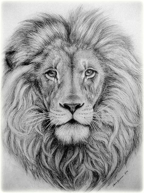 Pencil Lion Drawing at PaintingValley.com | Explore collection of ...