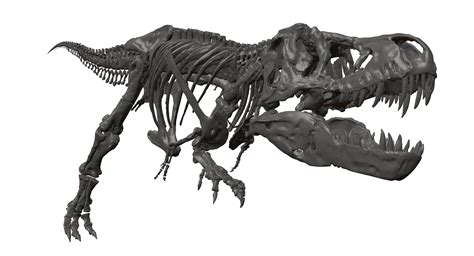 3D tyrannosaurus rex skeleton - TurboSquid 1288798