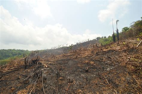 Our Impact | Slash and Burn Agriculture | EcoLogic Development Fund 2/5