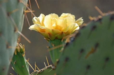 Tips for Desert and Wilderness Photography