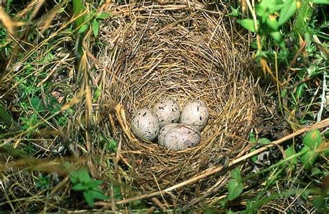 African Bird Club