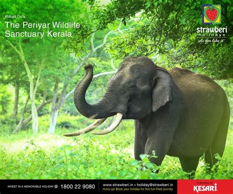 The Periyar wildlife sanctuary