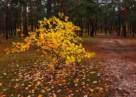 Premium Photo | Autumn forest. landscape. autumn colors