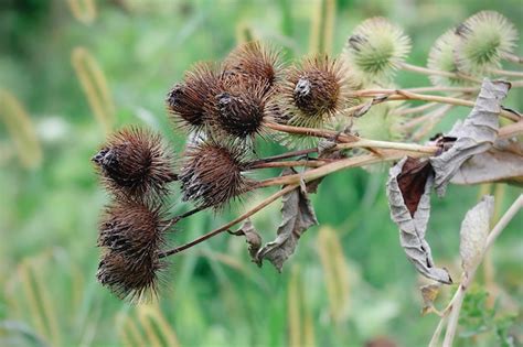 Premium Photo | Thorny plants