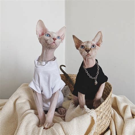 Cotton Hairless Cat Clothes Sphynx Cat Clothing Simple but | Etsy