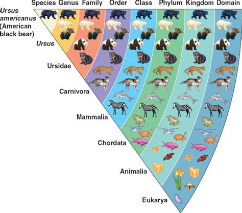 Which level of classification contains the least number of organisms? | Socratic