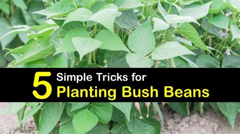 Bush Bean Growing - Step-by-Step Tips for Planting Bush Beans