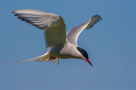 Arctic Tern | Always Learning!