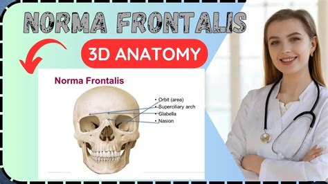 NORMA FRONTALIS : SKULL💀 || 3D ANATOMY - YouTube