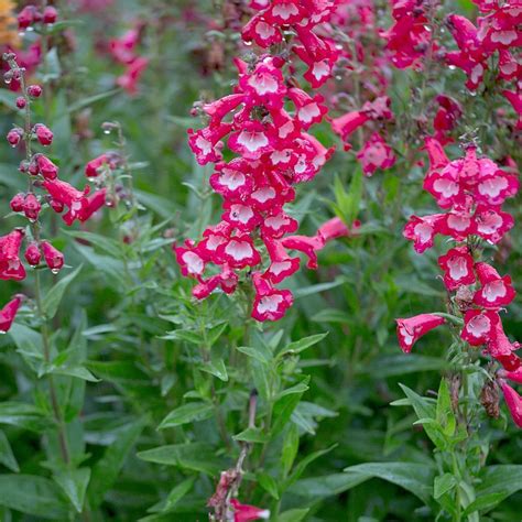 Penstemon- Sensation Mixed seeds | The Seed Collection