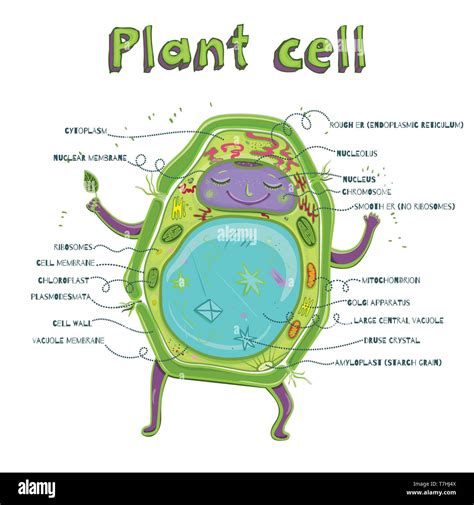 Endoplasmic Reticulum Plant Cell