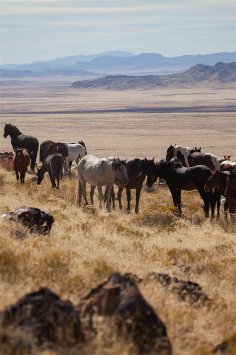 Huge Herd Of Horses Running