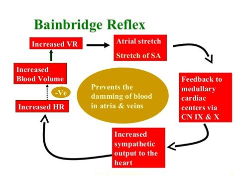 Regulation of arterial pressure-I